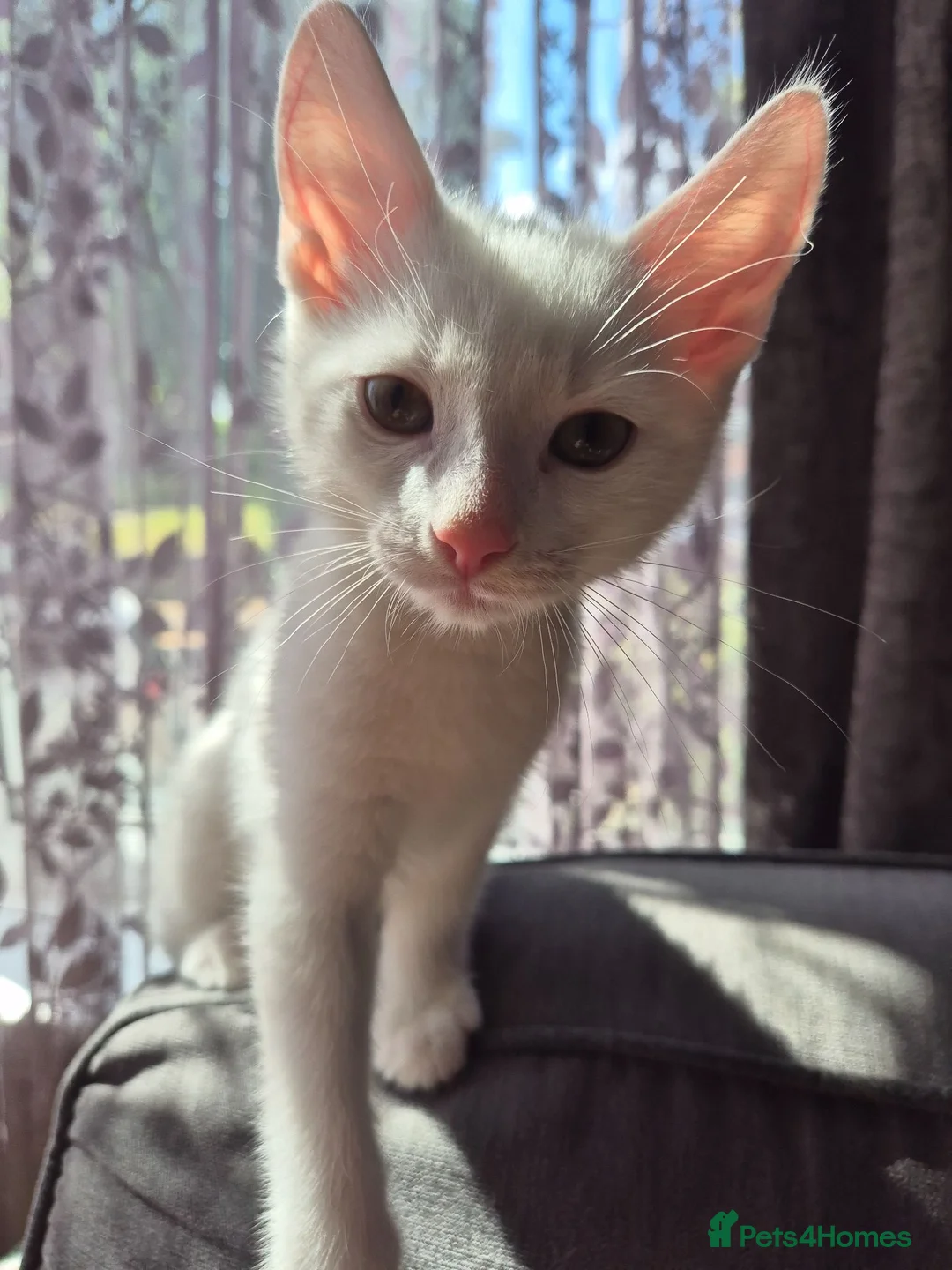 Mixed Breed cats for sale: Last Boy Reduced - Advert 1