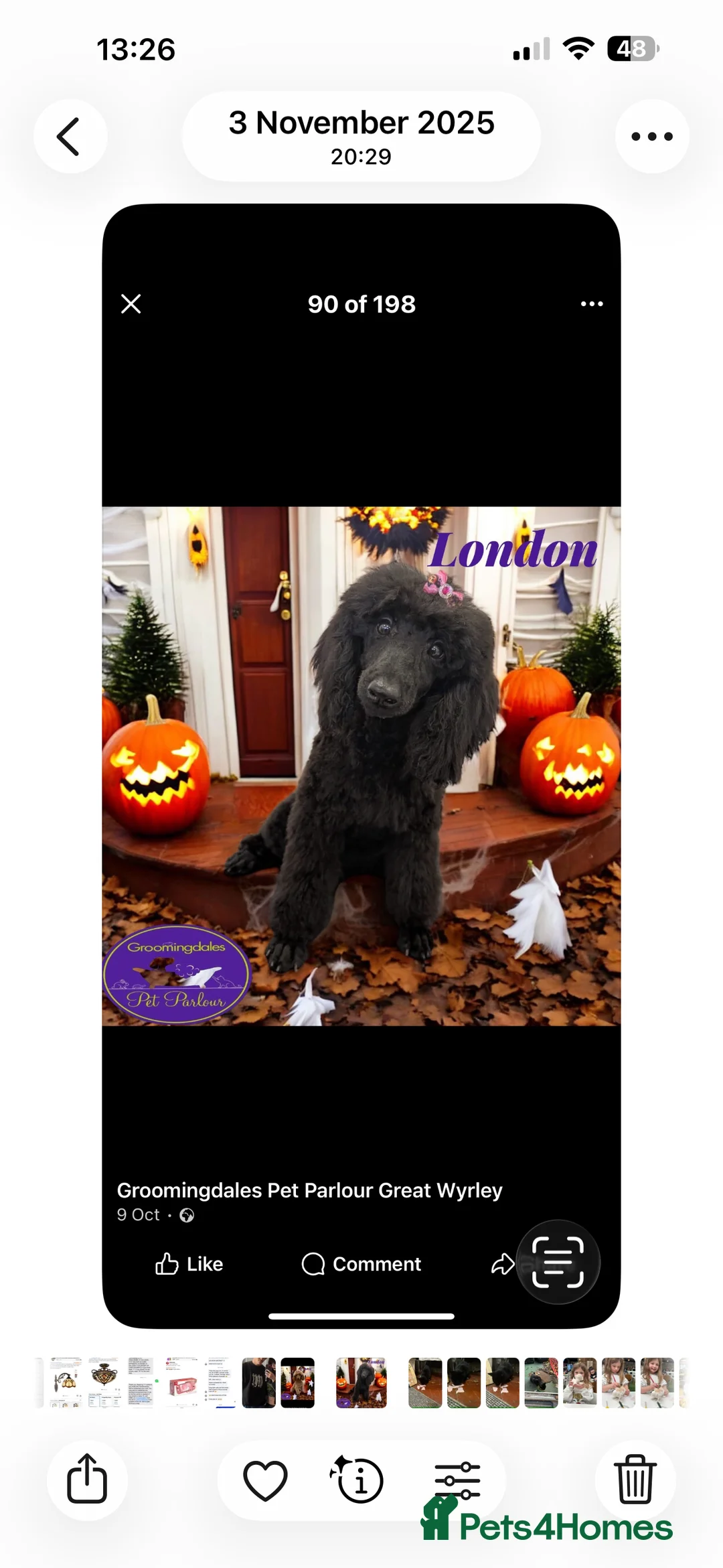 Miniature Poodle dogs for sale: beautiful miniature poodle  - Advert 1