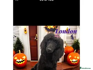 Miniature Poodle dogs beautiful miniature poodle - Advert 2