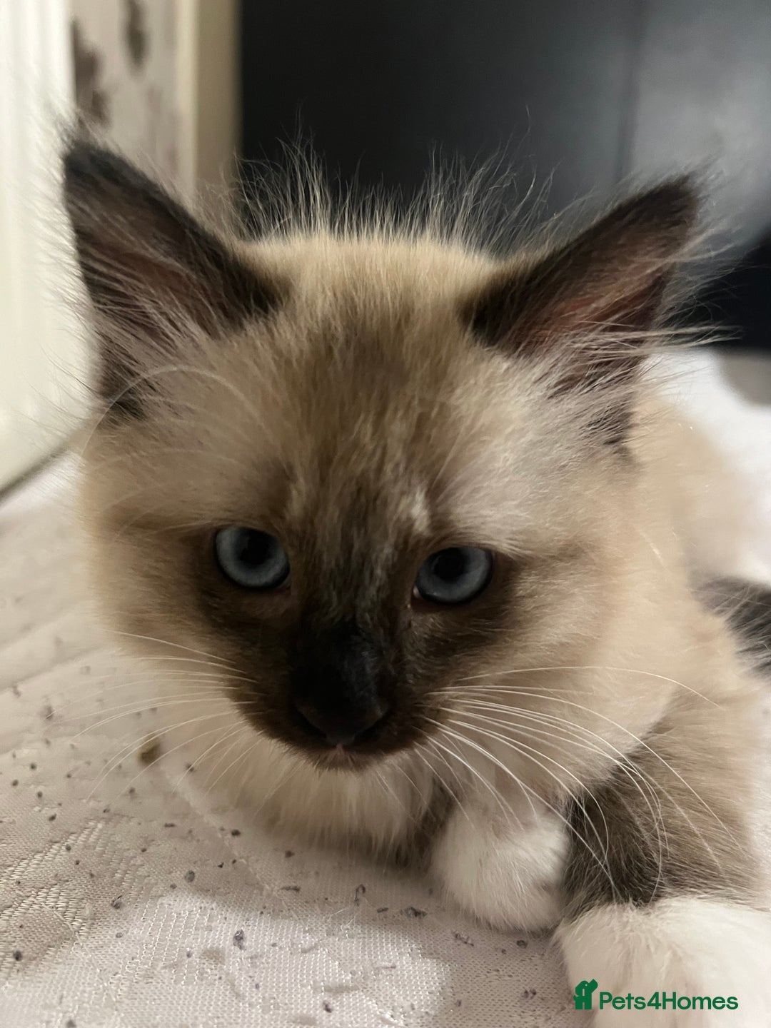 Ragamese cats for sale: Playful Ragamese Kittens (12 Weeks) - Image 6