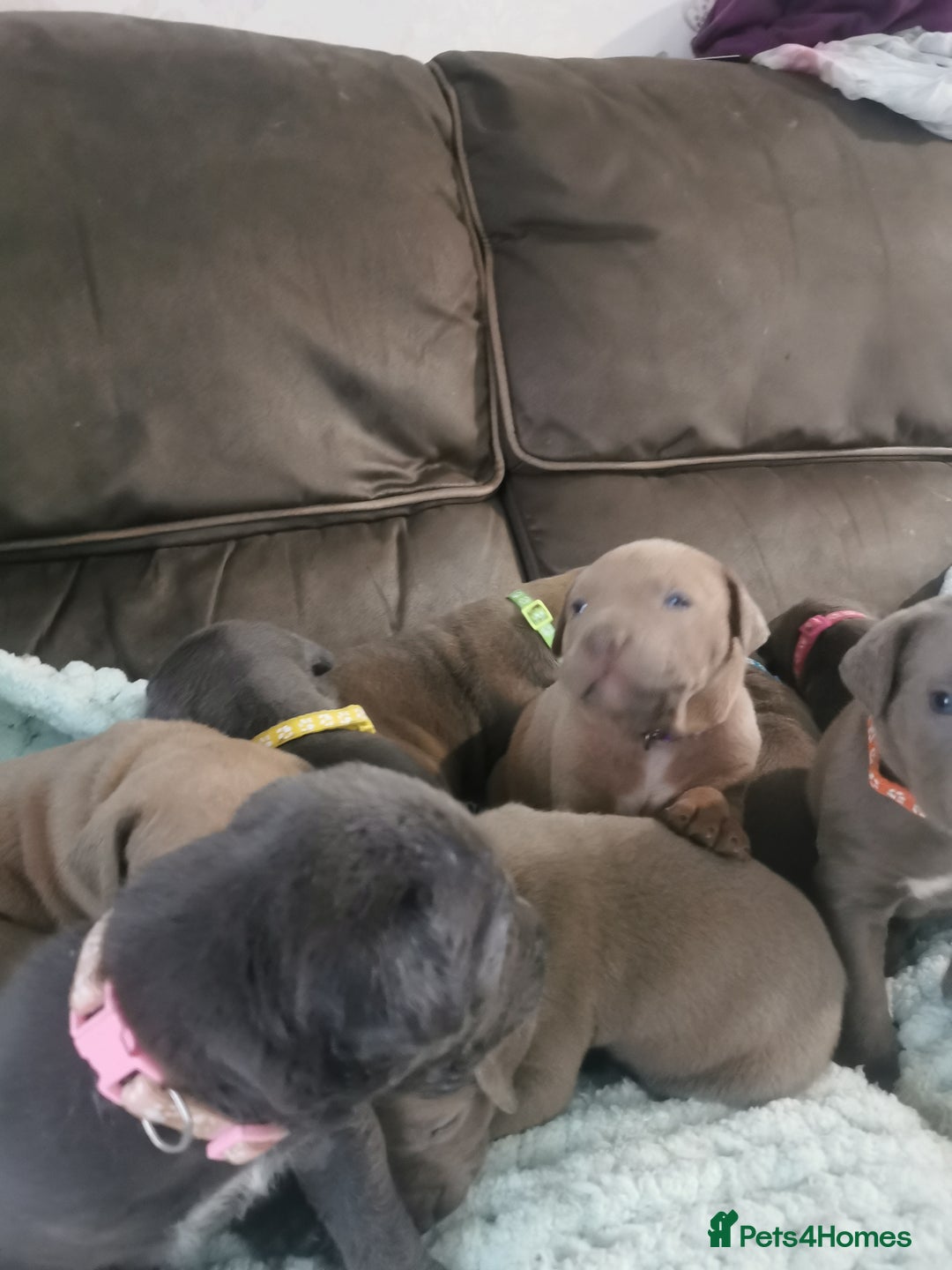 Cane Corso dogs for sale: Cane corso puppies - Advert 9