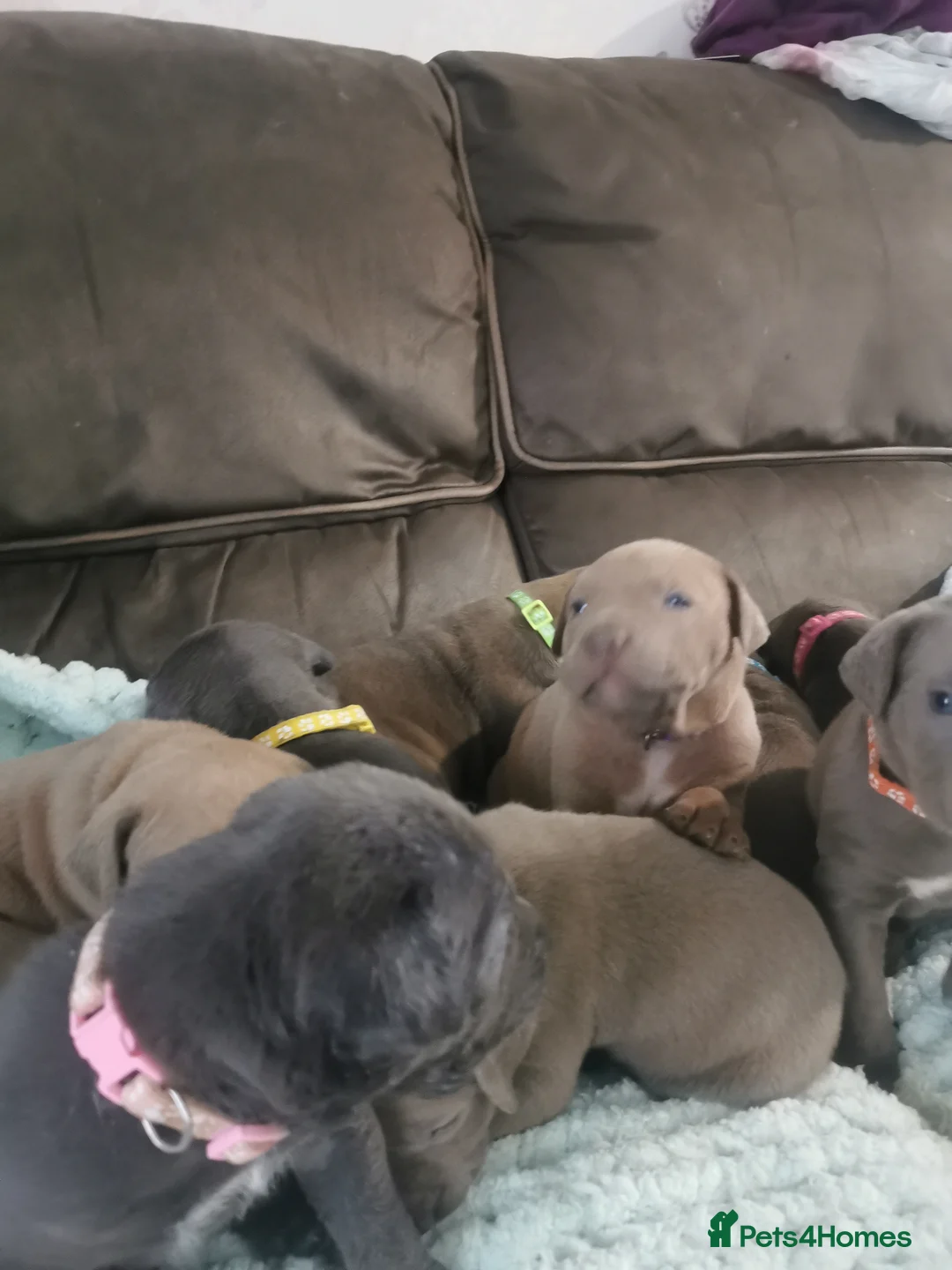 Cane Corso dogs for sale: Cane corso puppies - Advert 9