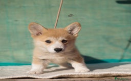 Welsh Corgi Pembroke dogs for sale: Welsh Corgi Pembroke Puppies with Pedigree! - Image 9
