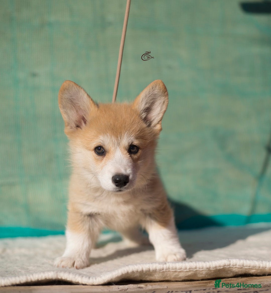 Welsh Corgi Pembroke dogs for sale: Welsh Corgi Pembroke Puppies with Pedigree! - Image 9