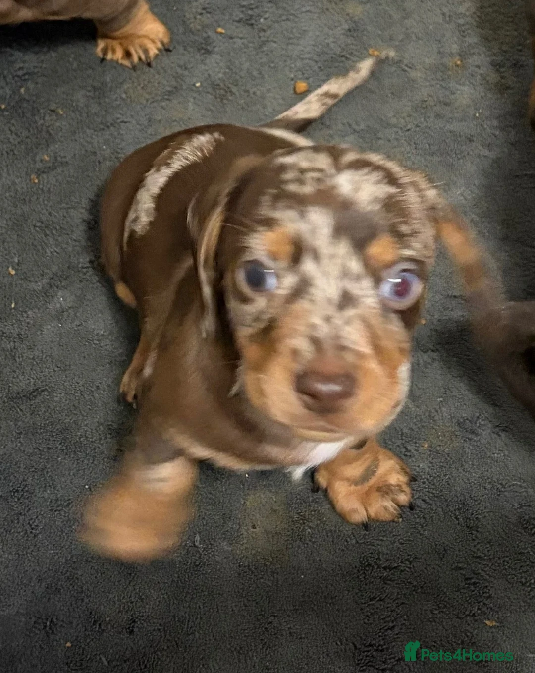 Miniature Dachshund dogs for sale: Stunning Mini Dachshund Boys 💙 - Advert 16
