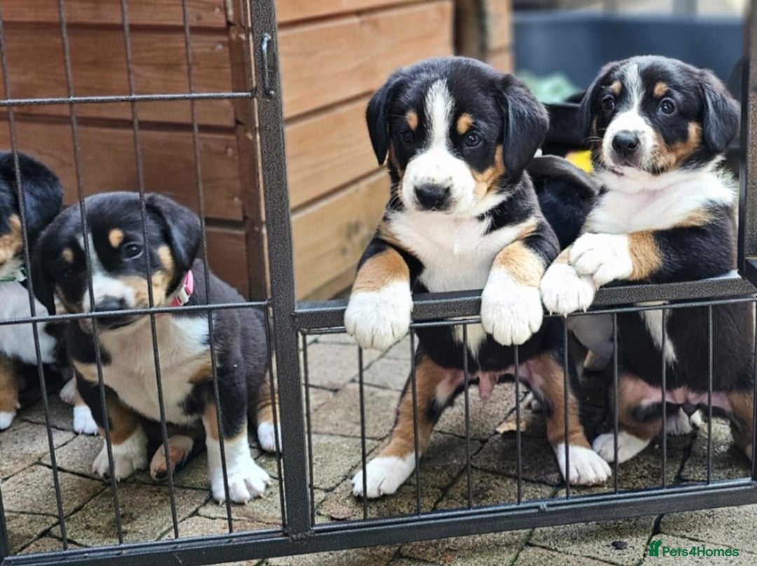 Entlebucher Mountain Dog dogs for sale: Entlebucher Mountain Dog - Image 1