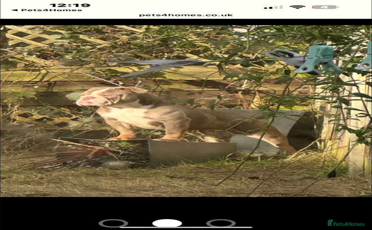 English Bulldog dogs - Advert 1