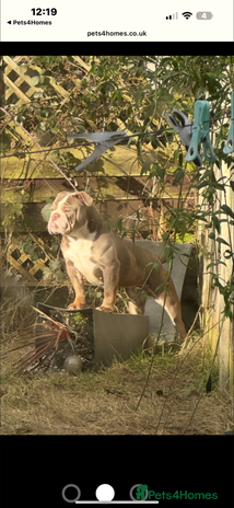 English Bulldog dogs - Advert 1