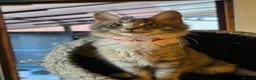 Maine Coon cats for sale: ❤️ TICA Registered Maine Coon Kittens Ready Now ❤️ - Advert 13