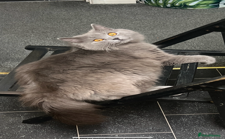 British Shorthair cats - Advert 4