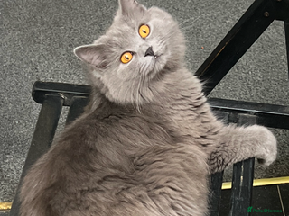 British Shorthair cats for sale - Advert 1