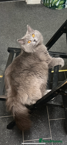 British Shorthair cats - Advert 6