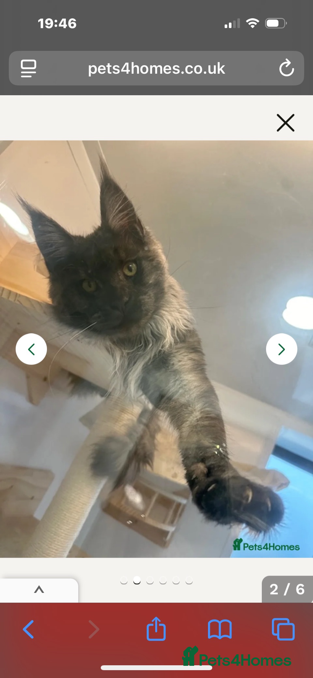 Maine Coon cats for sale: Pedigree registered Maine Coon - Advert 14