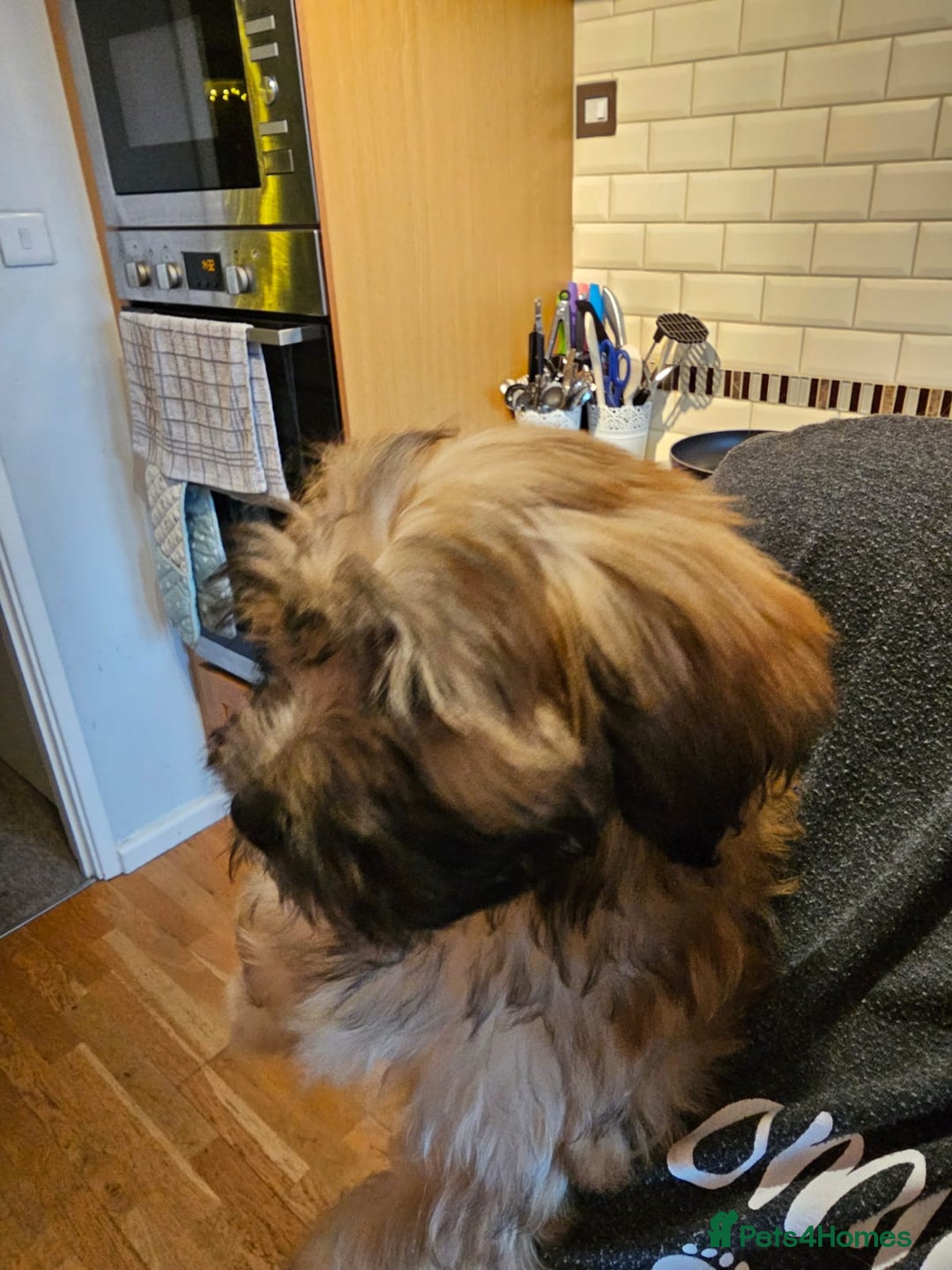 Mixed Breed dogs for sale: Cavapoo cross puppy  - Advert 5