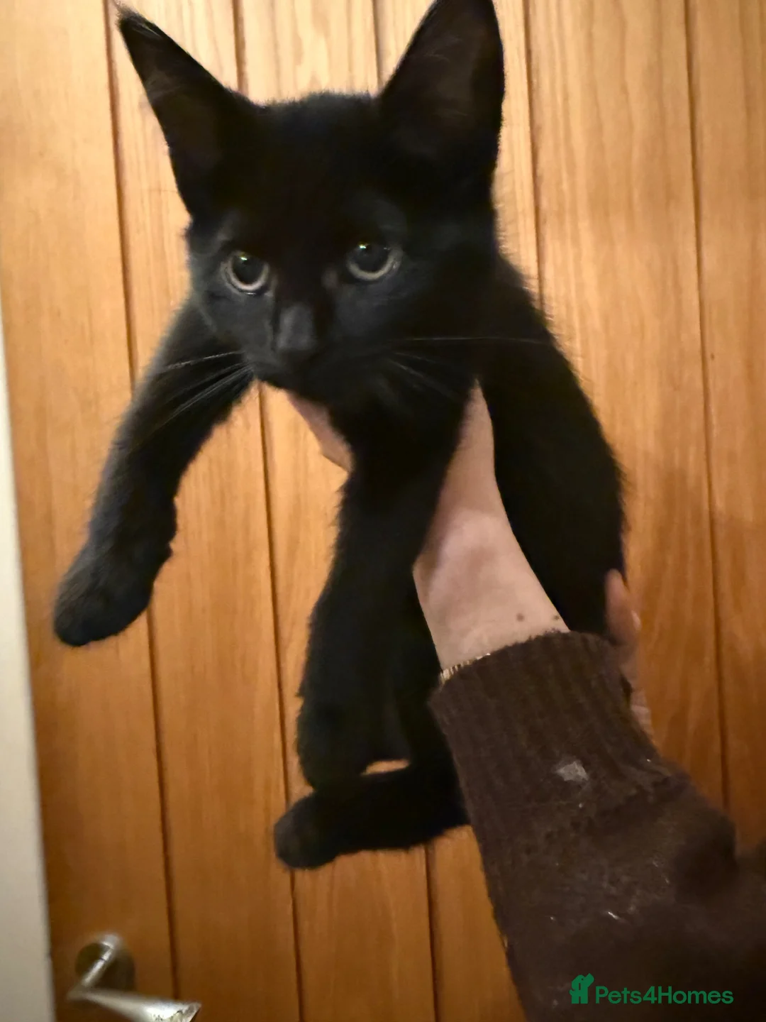 Maine Coon cats for sale: Four gorgeous Maine Coons left! - Advert 2