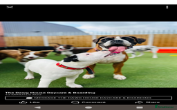 Staffordshire Bull Terrier dogs for sale: Gorgeous girl  - Image 7