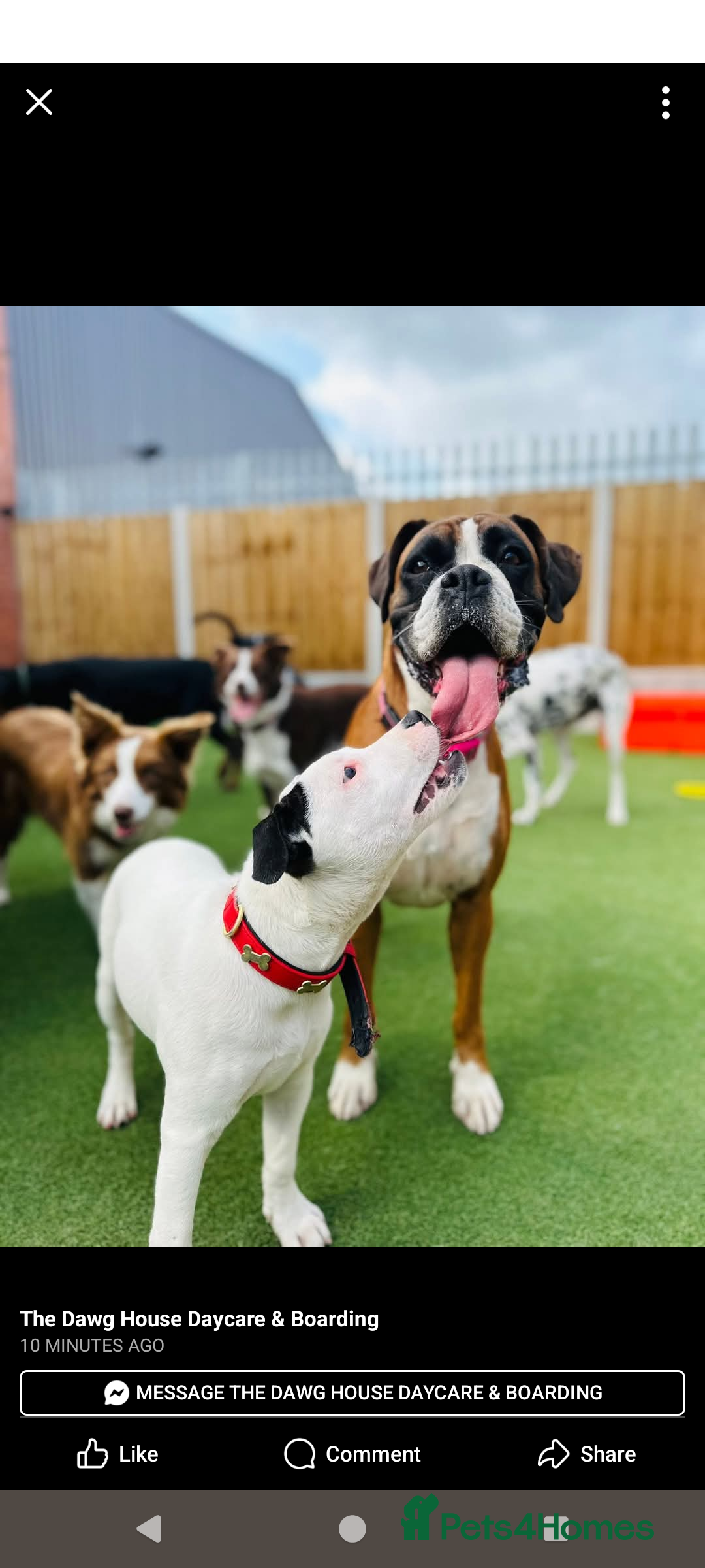 Staffordshire Bull Terrier dogs for sale: Gorgeous girl  - Image 7