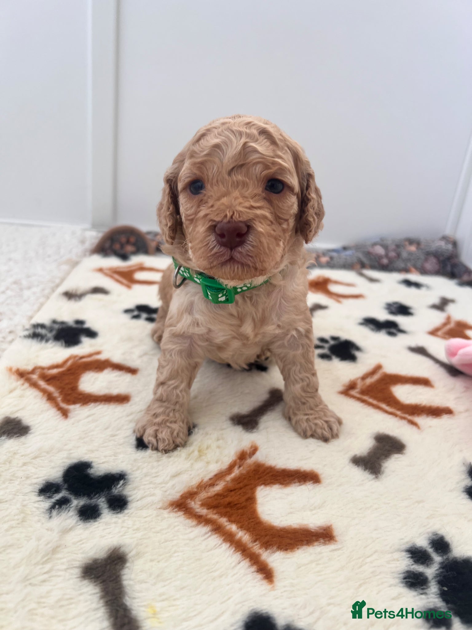 Cockapoo dogs Toy Cockerpoo Puppies - Advert 1