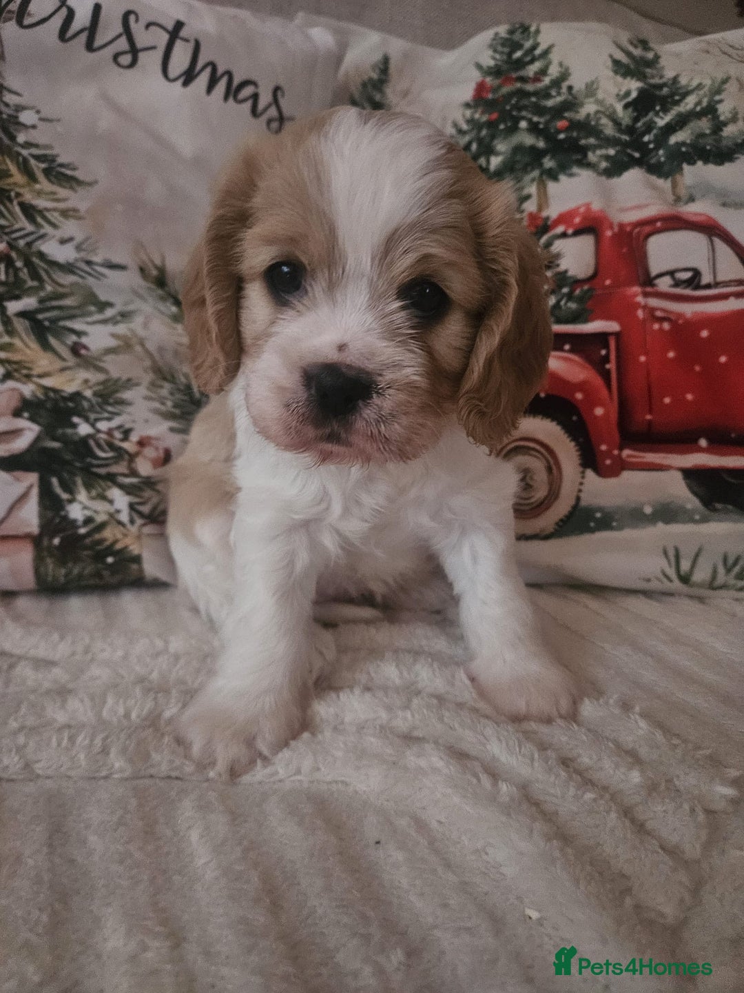 Mixed Breed dogs for sale: 2x Cavapoo puppies - Advert 4
