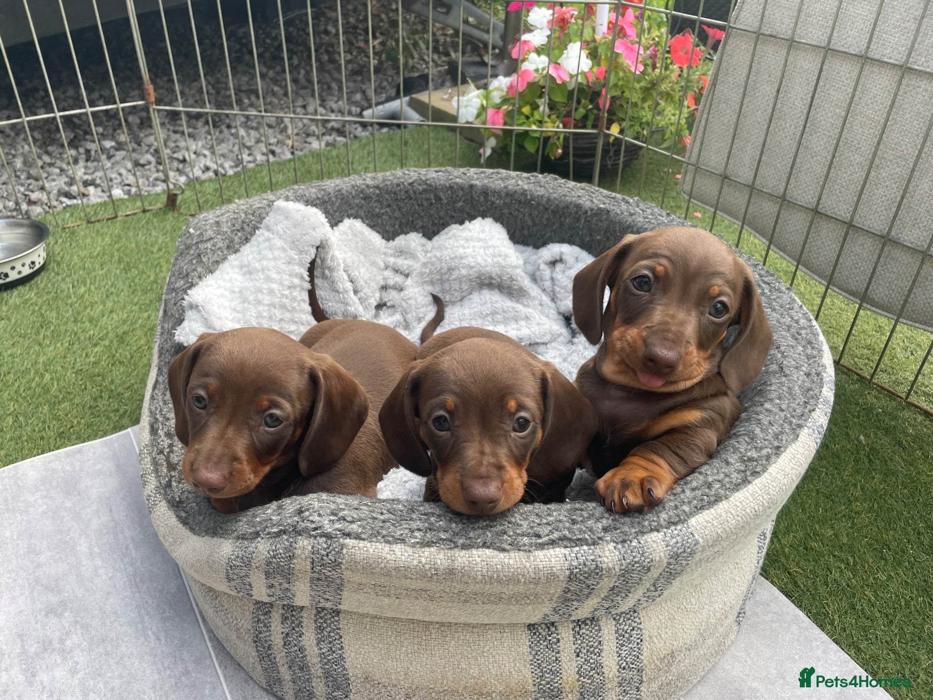 Miniature Dachshund dogs Chocolate and tan miniature dachshund puppies  - Advert 2