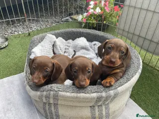 Miniature Dachshund dogs Chocolate and tan miniature dachshund puppies - Advert 11