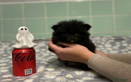 Pomeranian dogs for sale: Beautiful Pomeranian puppies  - Image 31