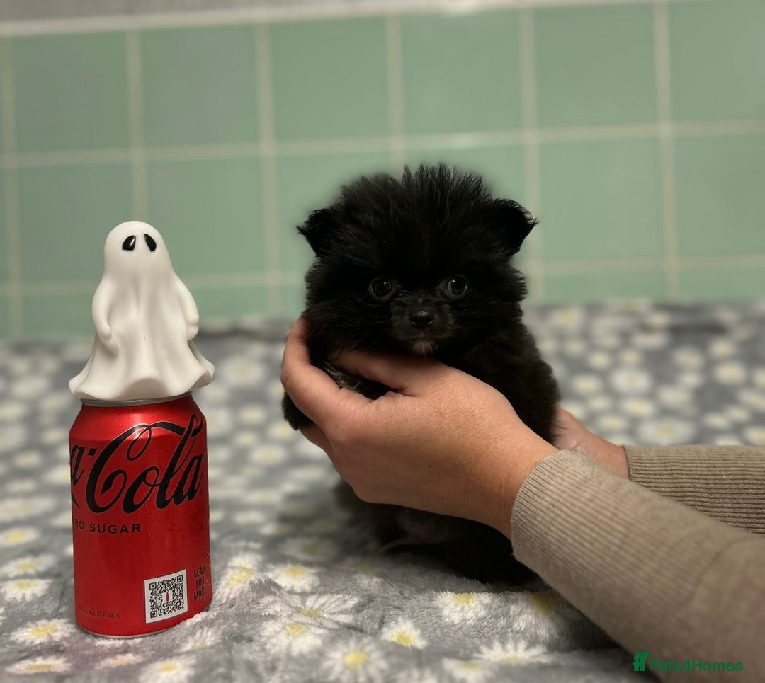 Pomeranian dogs for sale: Beautiful Pomeranian puppies  - Image 31
