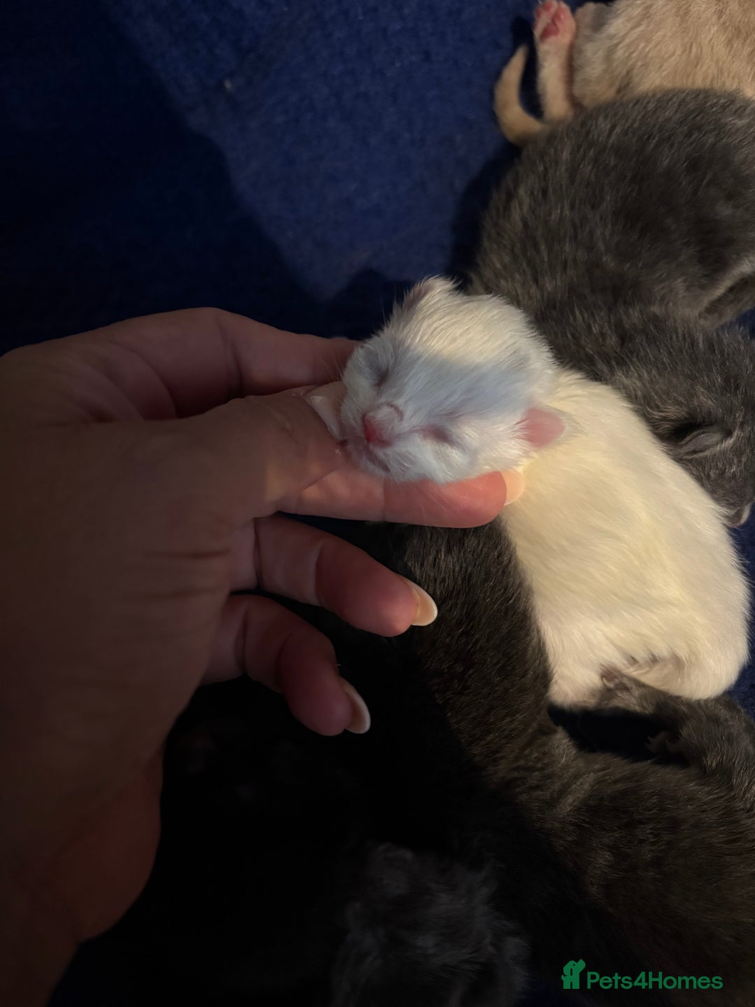 Mixed Breed cats for sale: Beautiful little of kittens  - Image 6