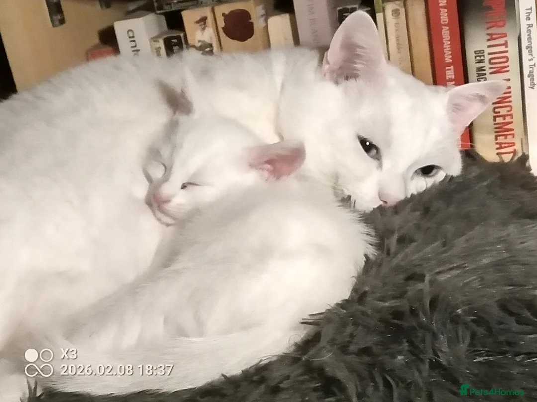 Turkish Angora cats for sale: The Magnificent Five - Turkish Angora mix kittens in London - Advert 2