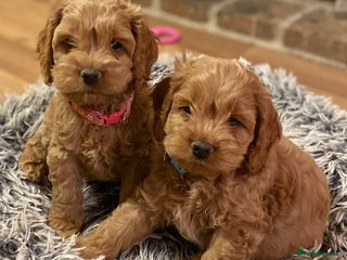 Cockapoo dogs Yankee doodles cockapoos - Advert 2