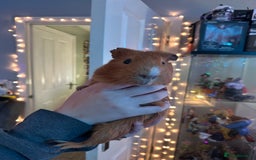 Guinea Pig rodents for sale: 4x Male Guinea pigs - Advert 1
