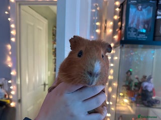 Guinea Pig rodents 4x Male Guinea pigs - Advert 13