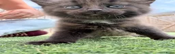 British Longhair cats for sale: 3 x female British longhair kittens - Advert 14