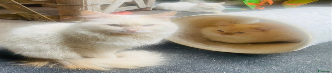 Ragdoll Kitten 1