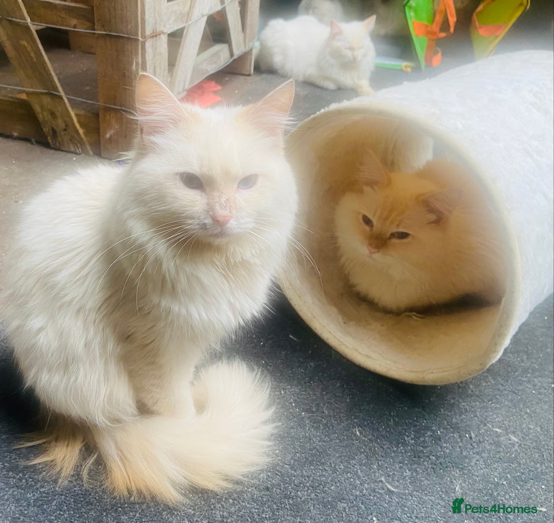 Ragdoll cats for sale: Loving home required ASAP - Image 4