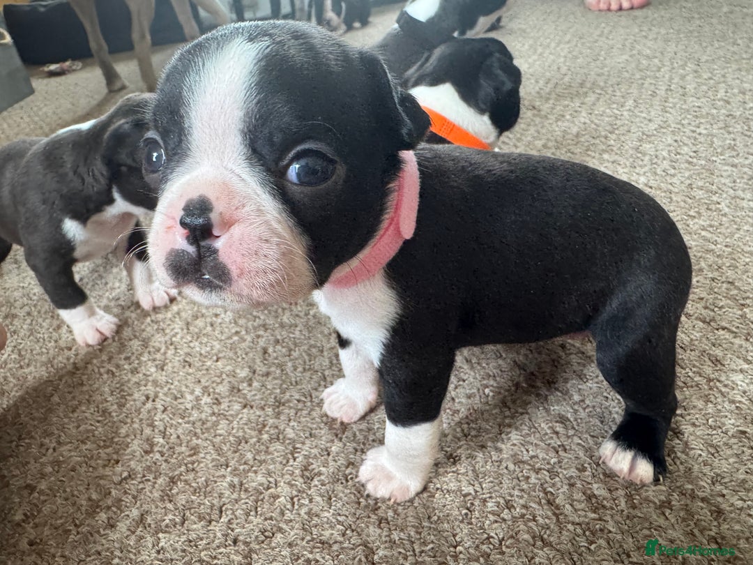 Boston Terrier dogs for sale: Beautiful Boston Terrier Puppies for Loving Homes - Image 9