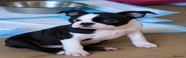 Boston Terrier 1