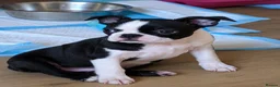 Boston Terrier dogs for sale: KC Registered Boston terrier puppies - Advert 8