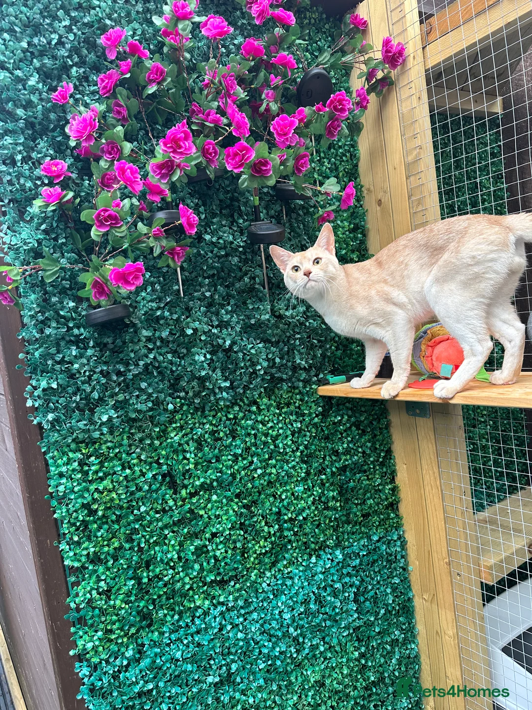 Abyssinian cats for stud: Champion lines Aby Red-Silver boy for stud in Romford - Advert 16