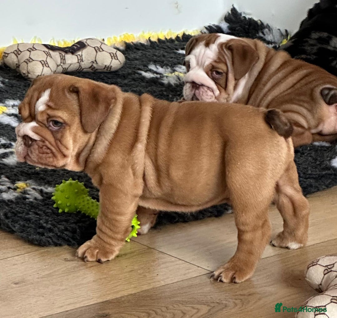English Bulldog dogs for sale: READY TO LEAVE STUNNING ENGLISH BULLDOGS  - Image 9
