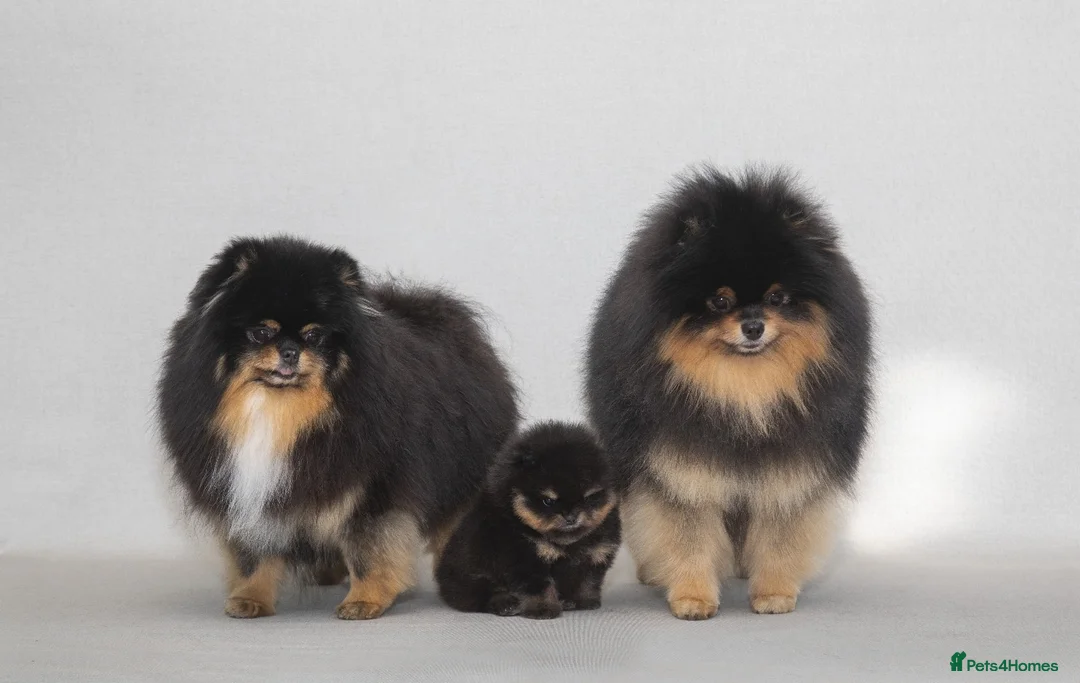 Pomeranian dogs for stud: Pomeranian Gentleman Available for Stud 🐾 - Advert 3