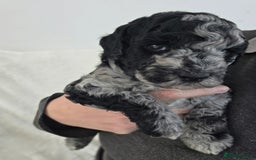 Schnoodle dogs for sale: 3 Stunning F2b Mearle Schnoodle Puppies - Image 3