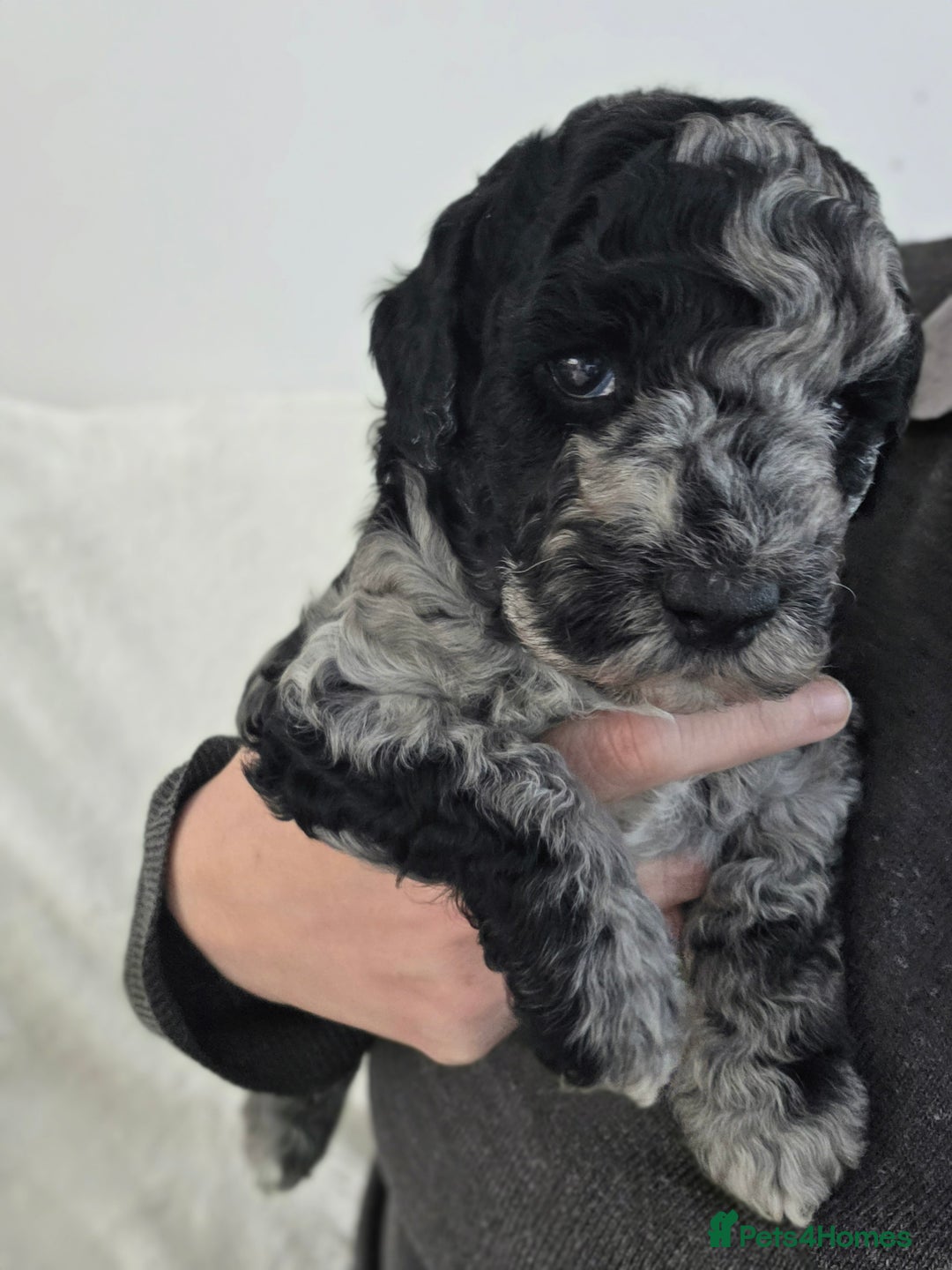 Schnoodle dogs for sale: 3 Stunning F2b Mearle Schnoodle Puppies - Image 3