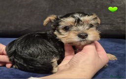 Yorkshire Terrier dogs for sale: Yorkshire terrier puppies (3 girls) - Image 28