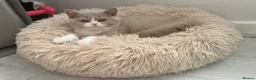 British Shorthair cats for sale: PEDIGREE British Short Hair kittens - Advert 4