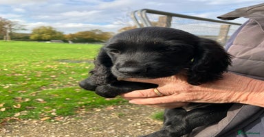 Cocker Spaniel dogs - Advert 12