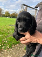 Cocker Spaniel dogs - Advert 12