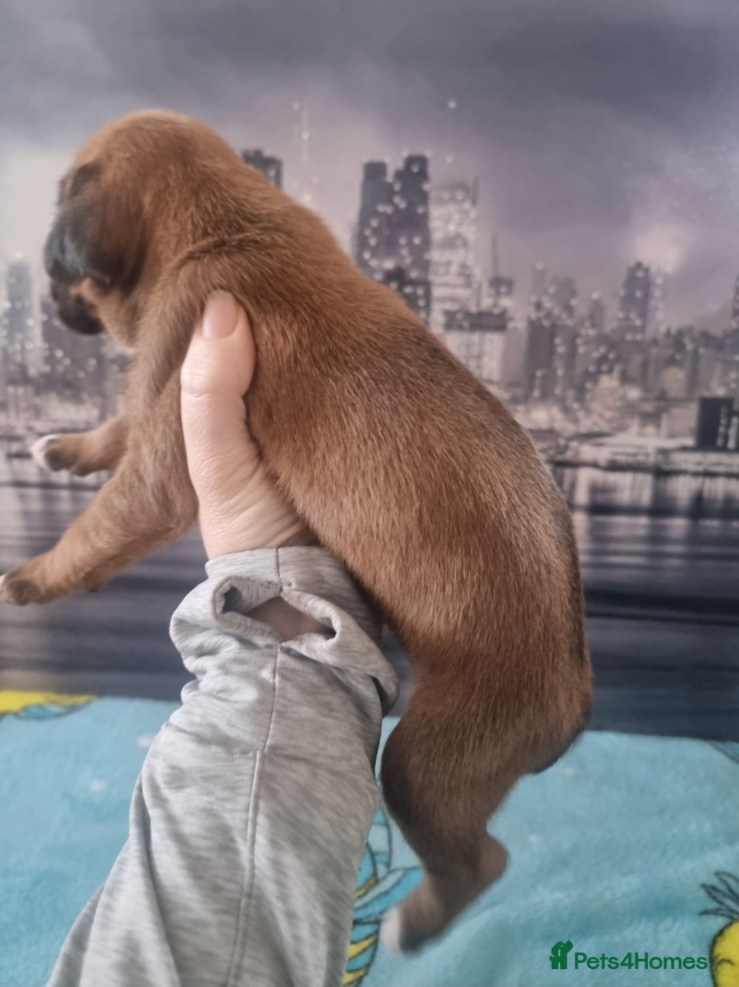 Boxer dogs for sale: Boxer puppy - Advert 6