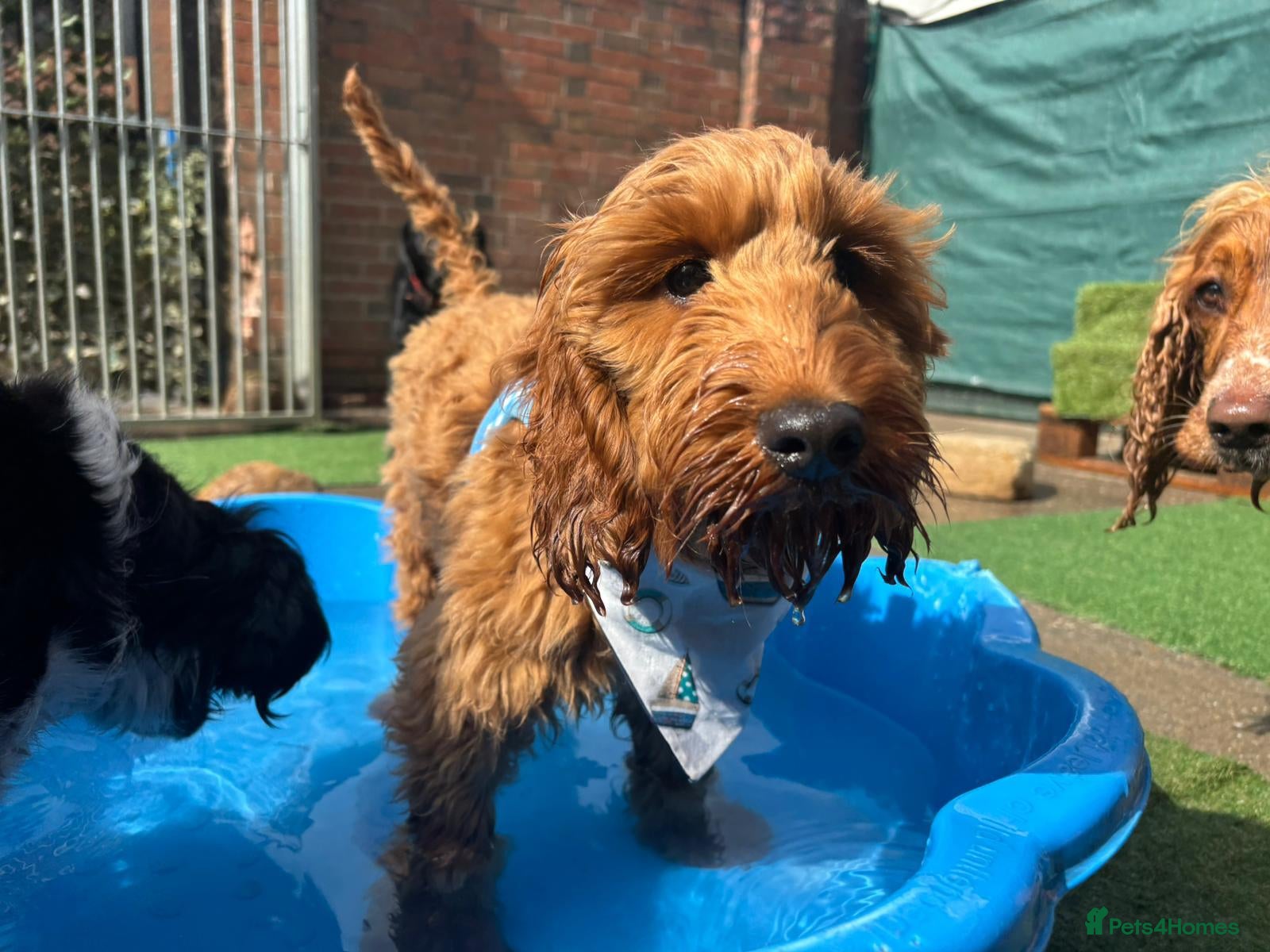 Cavapoo dogs Max - - Advert 12