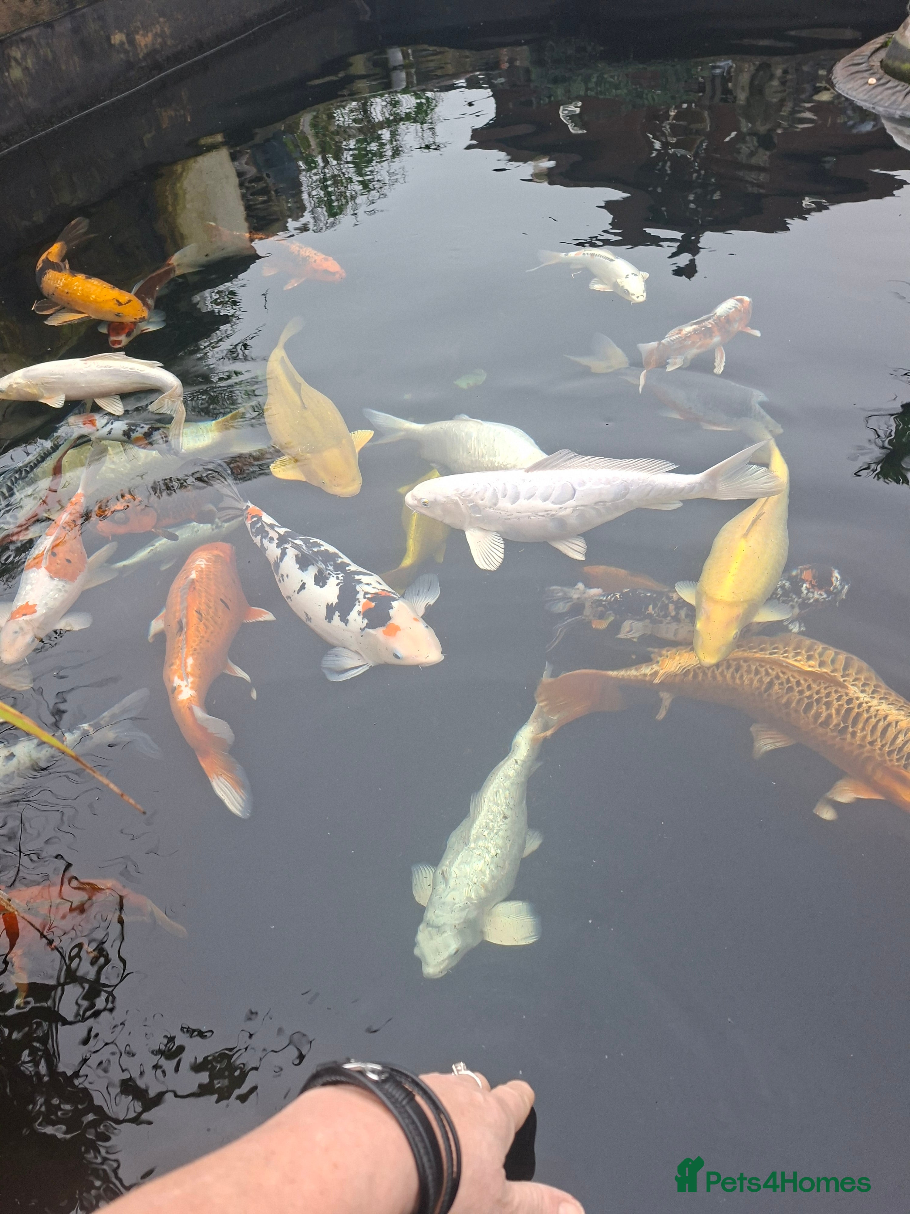 Koi Carp fish Koi carp - Advert 1